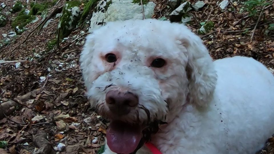 Diana, lagotto romagnolo, nel bosco