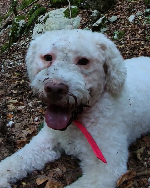 Diana, lagotto romagnolo, bianca