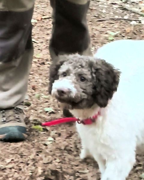 Pia, lagotto romagnolo, bianca e marrone