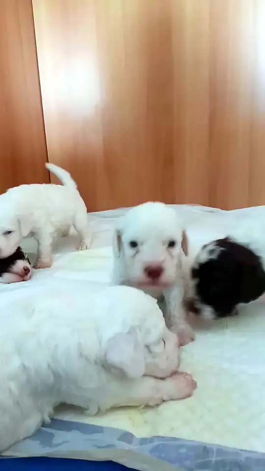 I cuccioli di Diana, pochi giorni dopo la nascita
