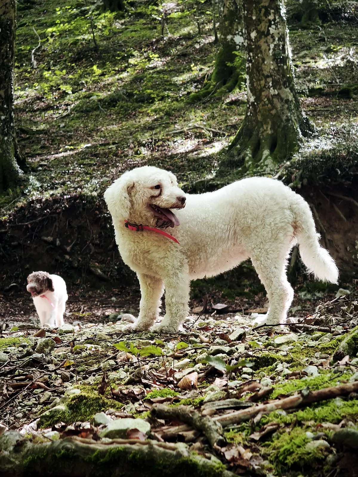 Diana in piedi nel bosco, con Pia piccola sullo sfondo
