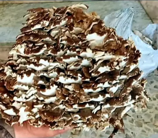 Una grifola appena raccolta