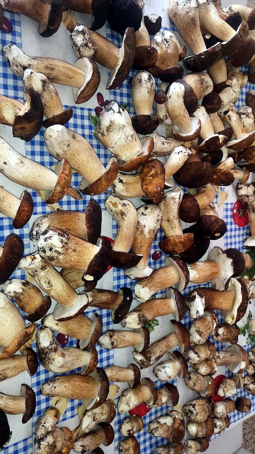 Una tovaglia coperta di porcini
