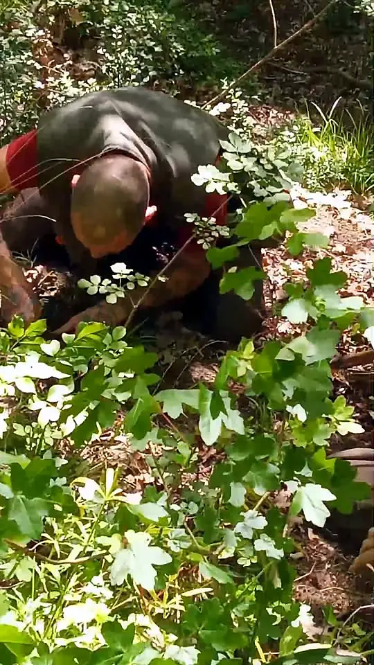 Una lagotta col muso nella buca del tartufo